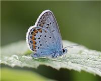 Plebejus argyrognomon - thumbnail