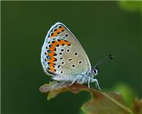 Plebejus argyrognomon - thumbnail