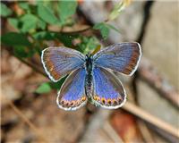 Plebejus argyrognomon - thumbnail