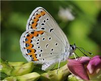 Plebejus argyrognomon - thumbnail