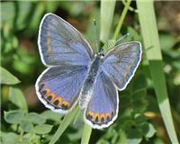 Plebejus argyrognomon - thumbnail