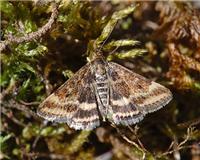 Pyrausta despicata - Straw-barred Pearl